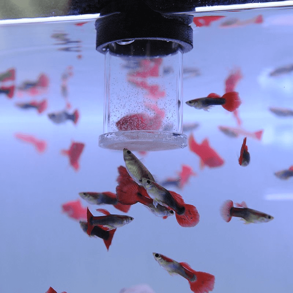 Acrylic Brine Shrimp Feeder