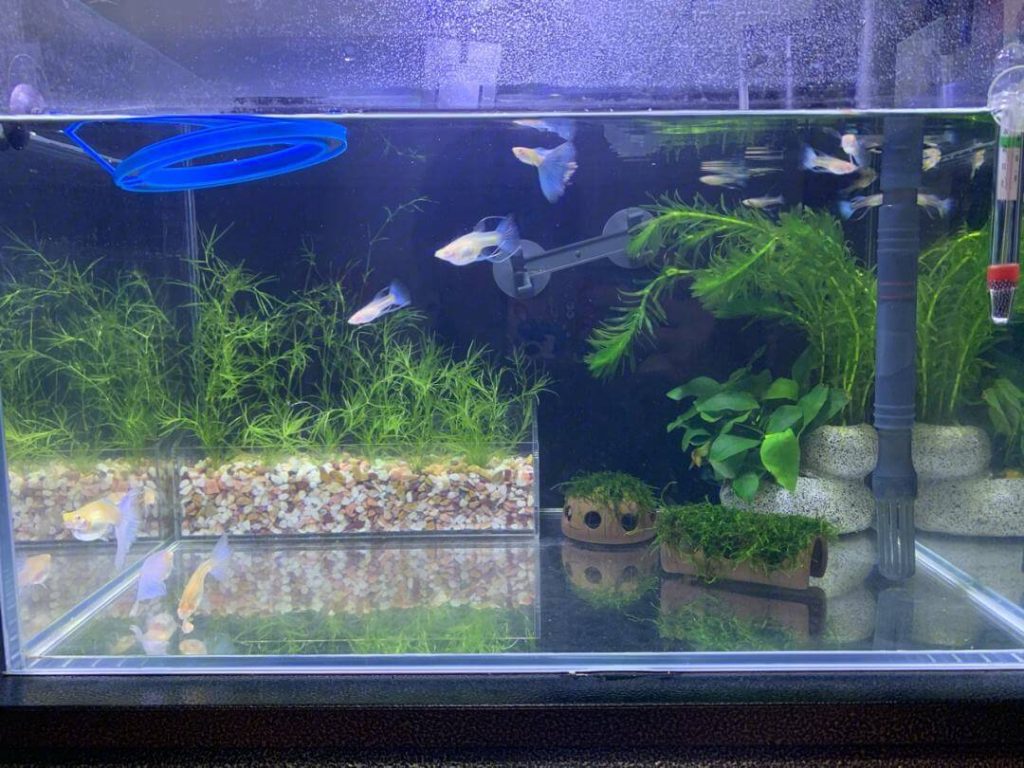 Guppy air tank