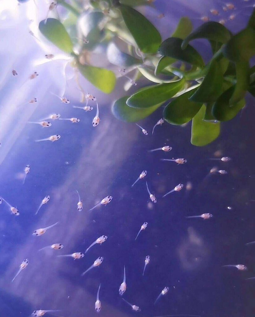 Active betta fry