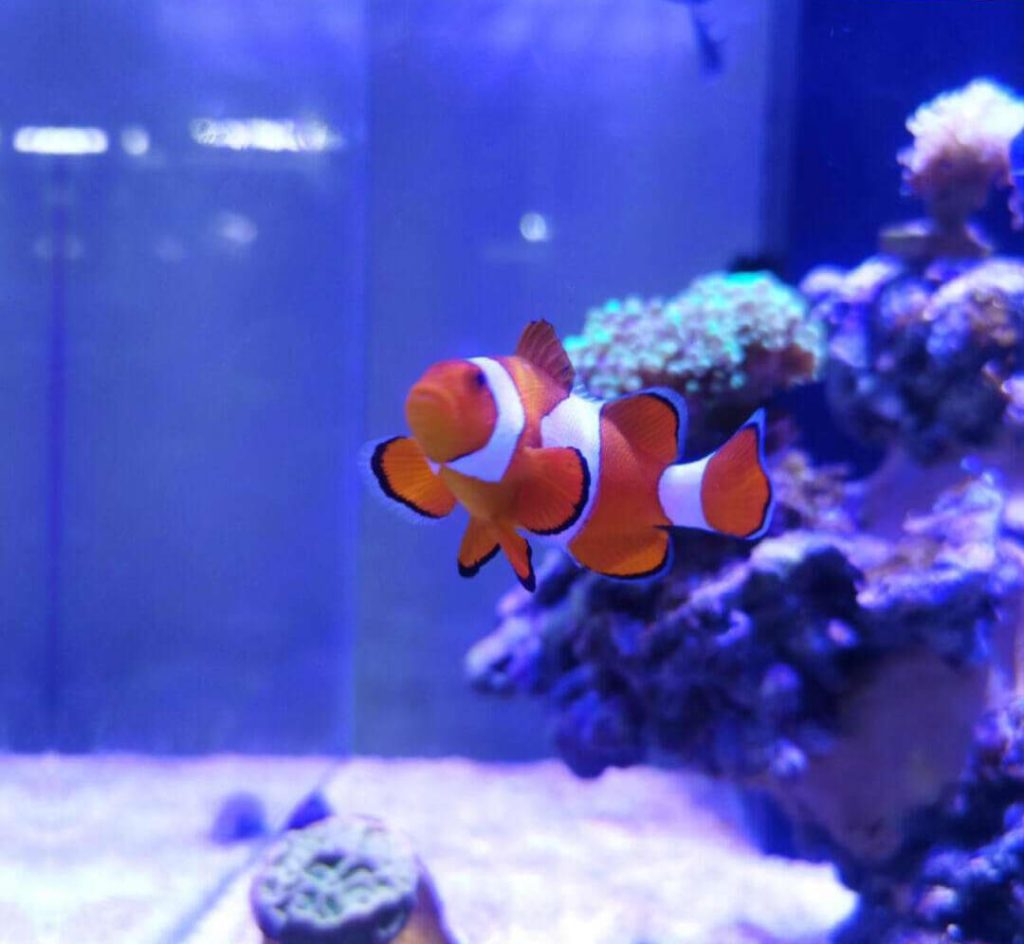 Clown fish tank