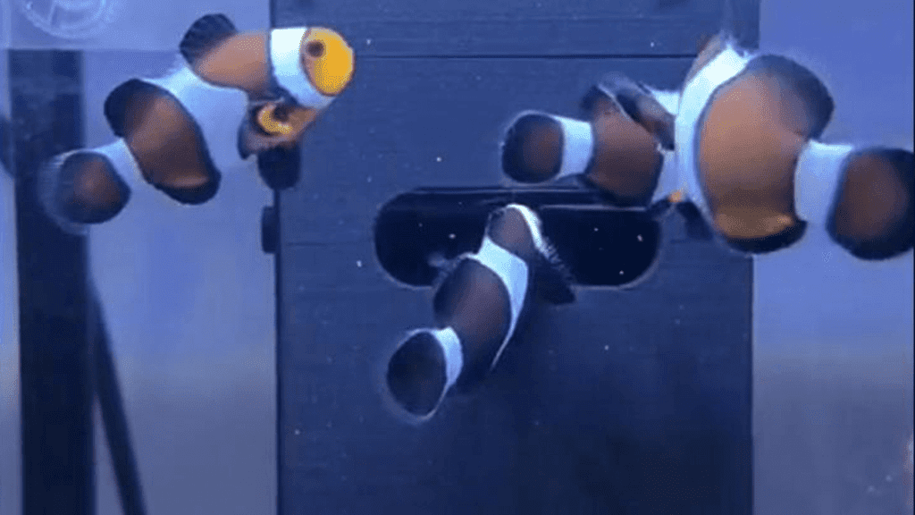 Automatic Brine Shrimp Feeder - Perfect for Clownfish