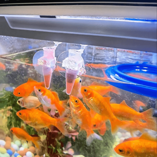 Brine Shrimp Automatic Feeder