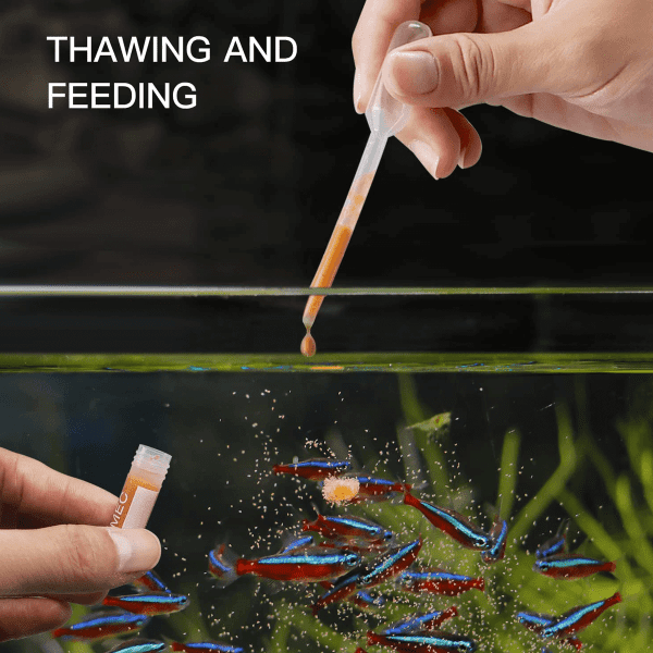 Brine Shrimp Feeding