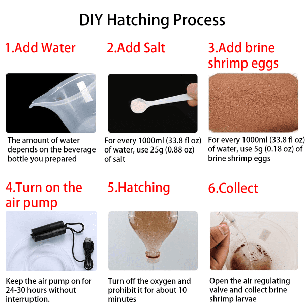 DIY Brine Shrimp Hatching Process