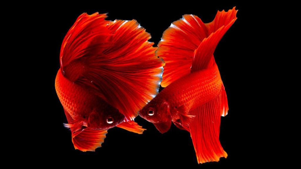 red betta fish